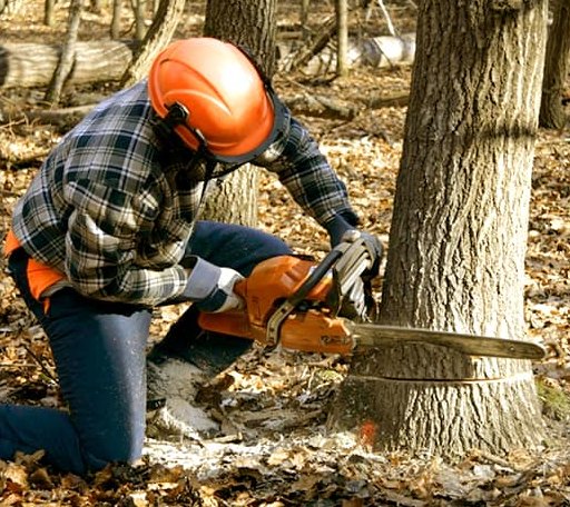 Tree Removal in Bridgeport, TX